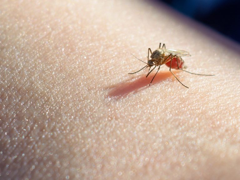 eliminación plagas de mosquitos Málaga